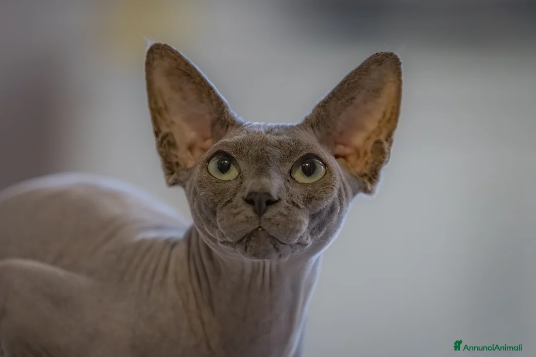 Sphynx gatti in vendita: Gatto sphynx in salute a Città Metropolitana di Bologna - Annuncio 5