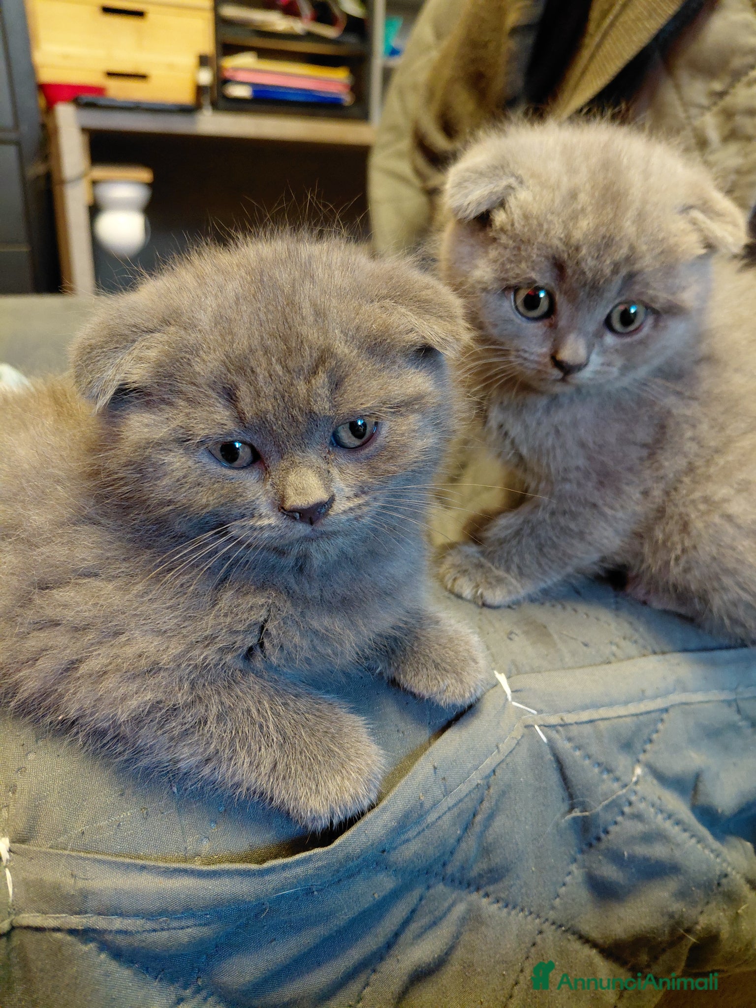 Scottish gatti Scottish Fold  - Annuncio 1