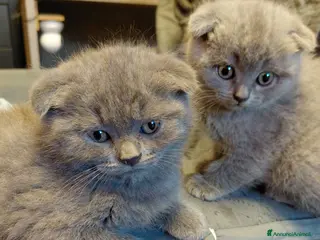Scottish gatti Scottish Fold - Annuncio 1