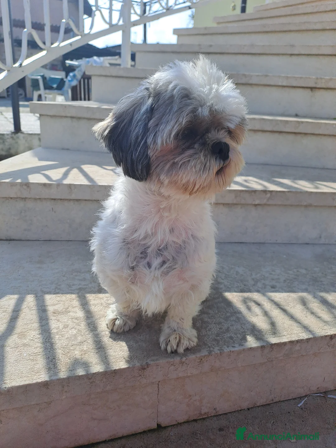 Shih Tzu cani in vendita: Shitsu - Annuncio 3