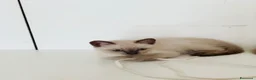 Siamese gatti in vendita: Gattini Siamese Thai / Neva Masquarada a Città metropolitana di Milano - Annuncio 7