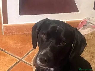 Meticcio cani Cane meticcio bracco - Annuncio 3