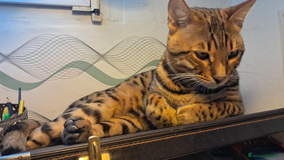 Bengala gatti in vendita: Bengala cucciolo maschio  - Annuncio 10