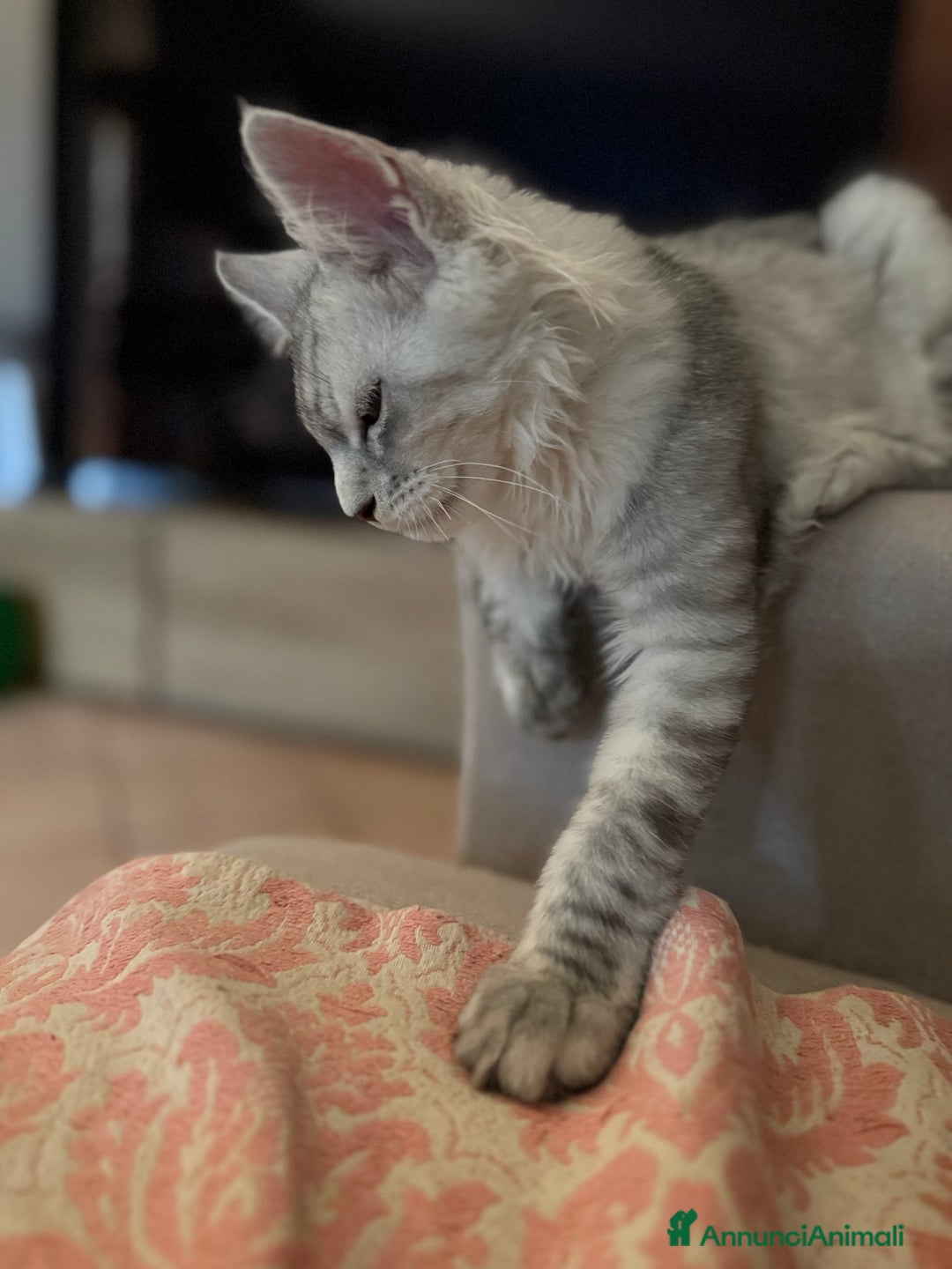 Maine Coon gatti in vendita: Bellissimo gattino Maine coon da subito a Città metropolitana di Roma Capitale - Immagine 6