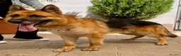Pastore Tedesco cani in regalo: RAMOS PASTORE TEDESCO - Annuncio 2
