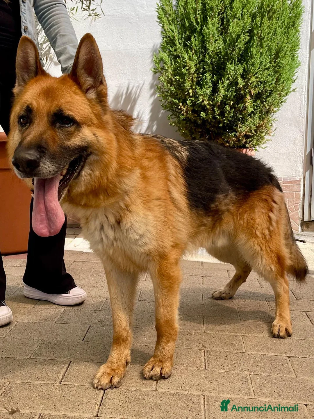 Pastore Tedesco cani in regalo: RAMOS PASTORE TEDESCO - Annuncio 2