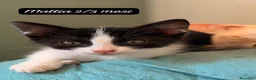 Altre razze gatti in regalo: Tanti gattini desiderosi di trovare casa  a Provincia di Bergamo - Annuncio 7