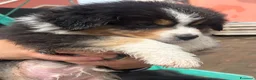 Australian Shepherd cani in vendita: Cucciolo black Tricolor di Australian Sheppard a Provincia di Rimini - Annuncio 9