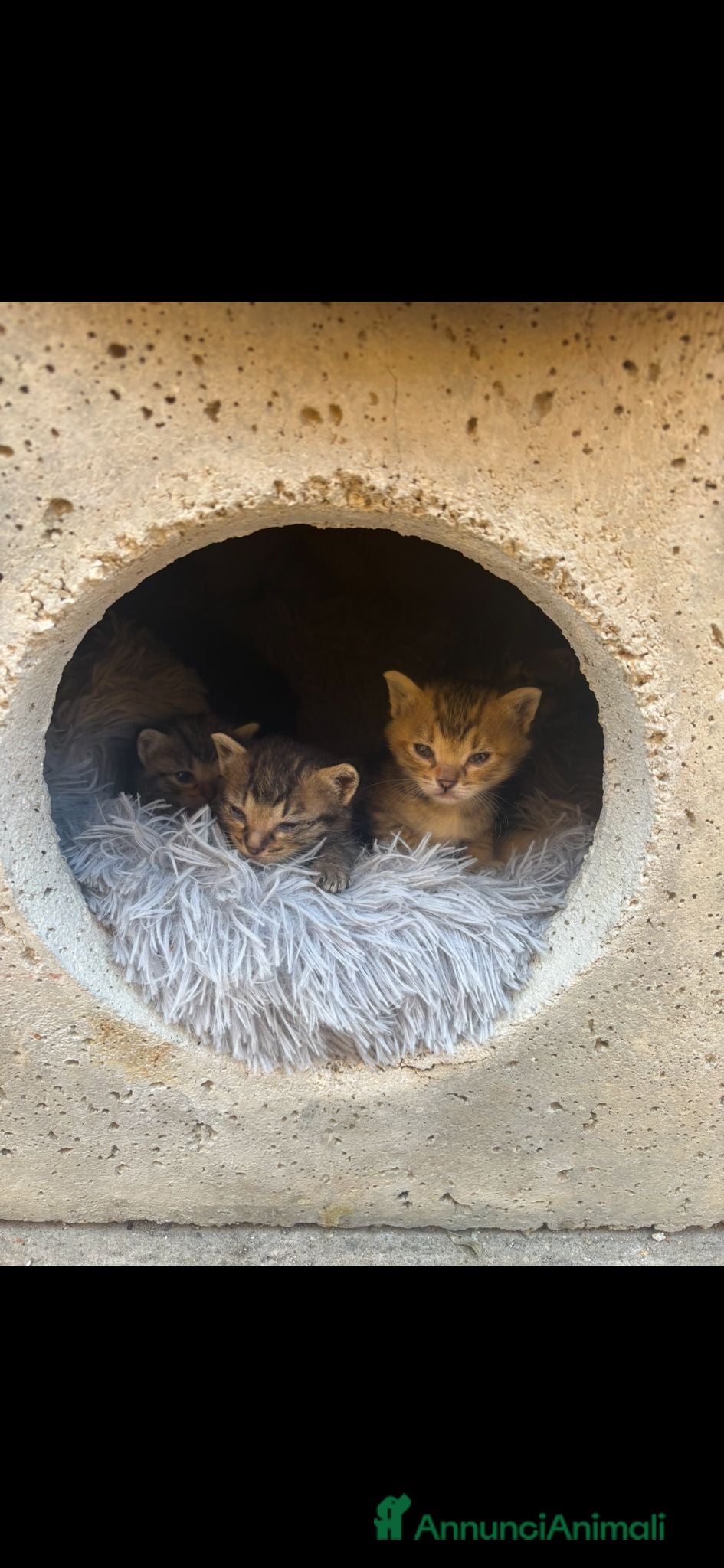 Europeo gatti Adozione di 6 gattini  - Annuncio 1