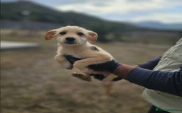 Altre razze cani in regalo: FIORELLA, GINETTA, LARA, SPINA - Immagine 2