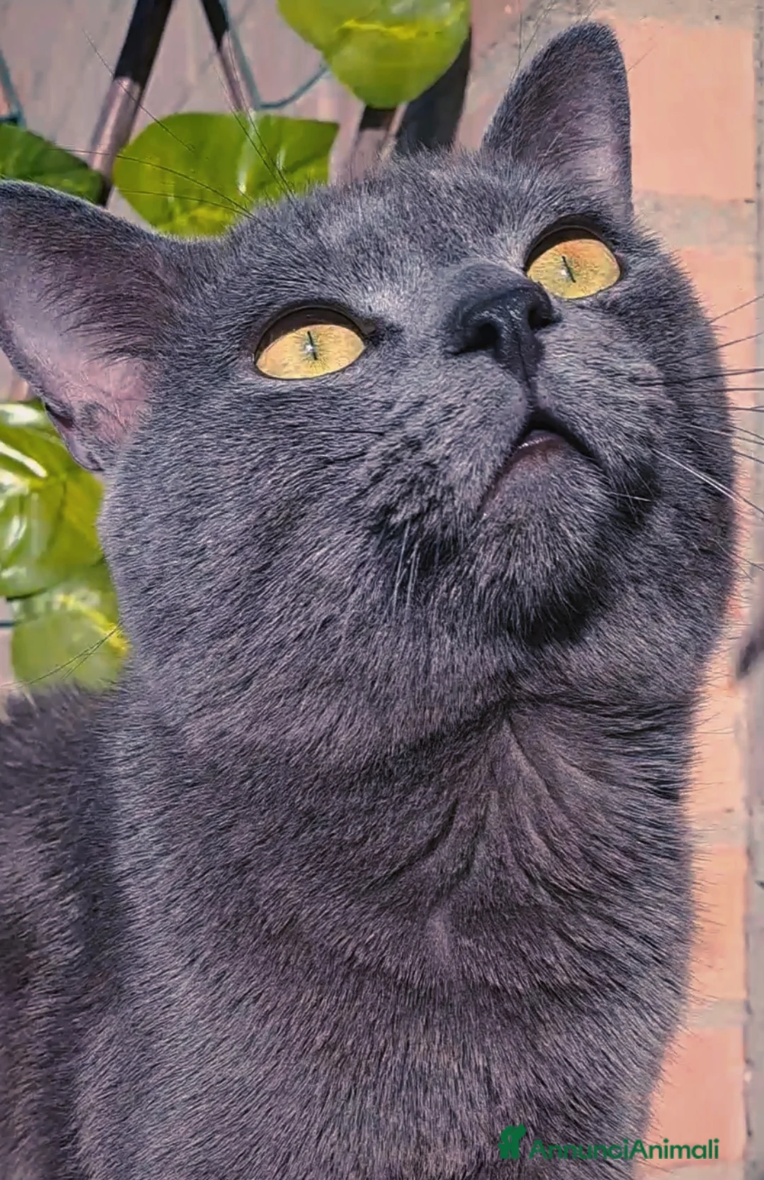 Certosino gatti in vendita: GATTINA CERTOSINA CON PEDIGREE - Annuncio 7