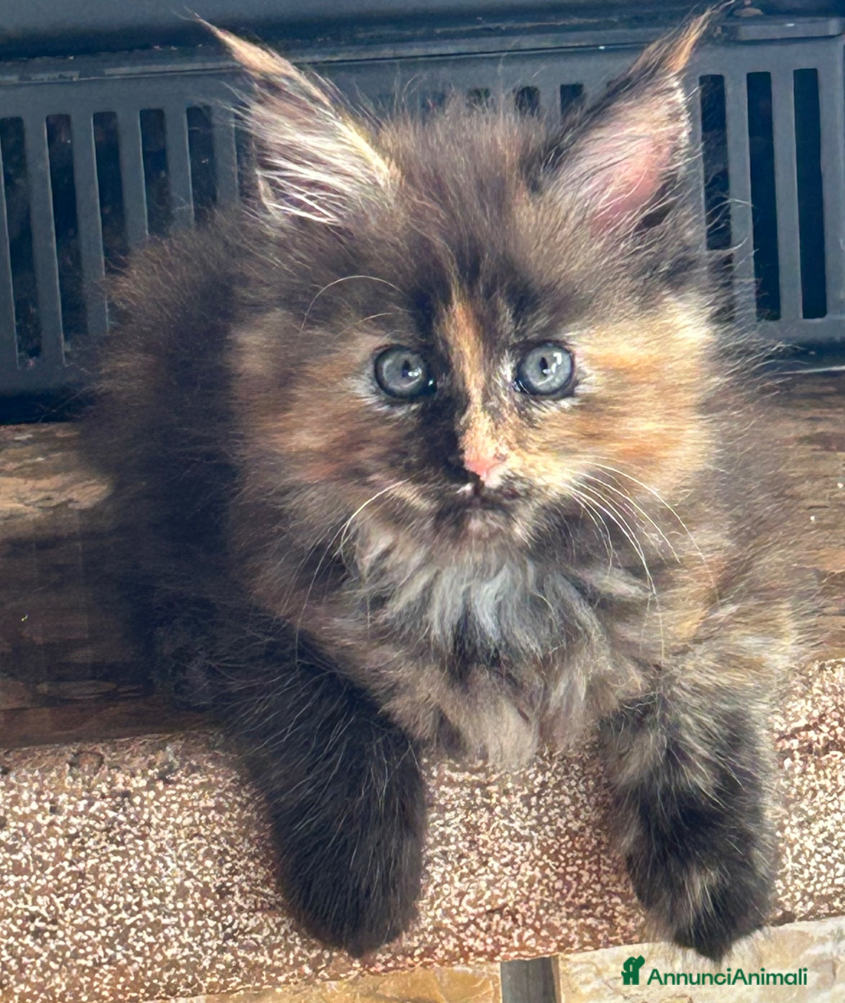 Maine Coon gatti Maine Coon - Annuncio 4