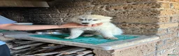 Husky cani in vendita: cuccioli di husky  - Annuncio 11