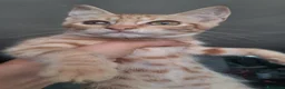 Meticcio gatti in regalo: GATTINA MERAVIGLIOSA - Annuncio 4