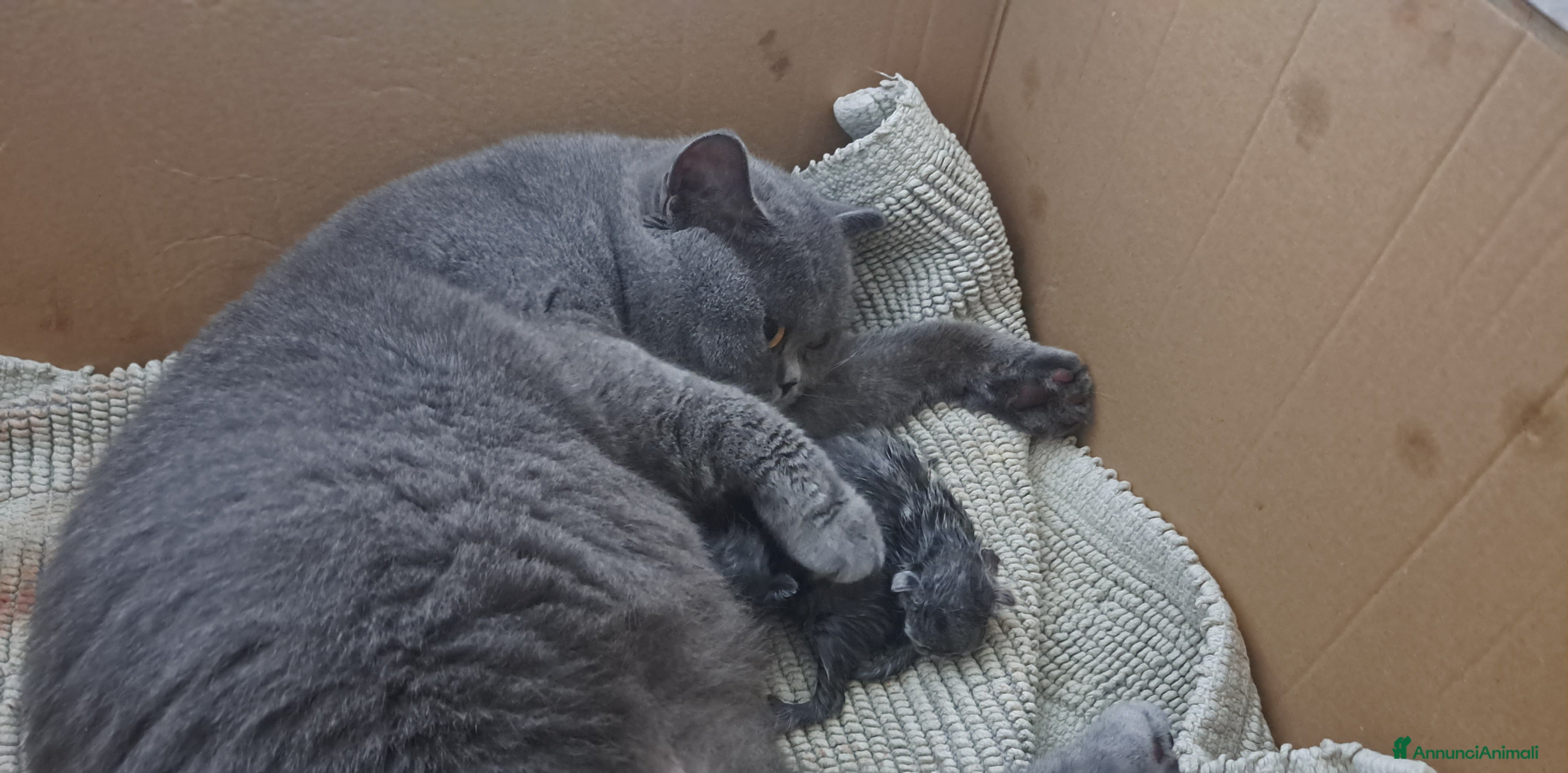 British gatti Cucciolo british blu subito disponibile - Annuncio 6
