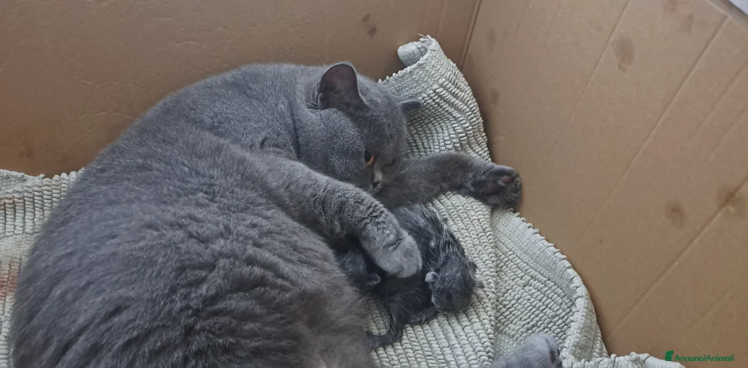 British gatti in vendita: Cucciolo british blu subito disponibile a Provincia di Verona - Annuncio 1