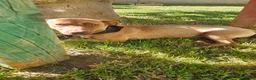 Meticcio cani in regalo: Pandora: cucciolotta taglia piccola socievole  - Annuncio 5