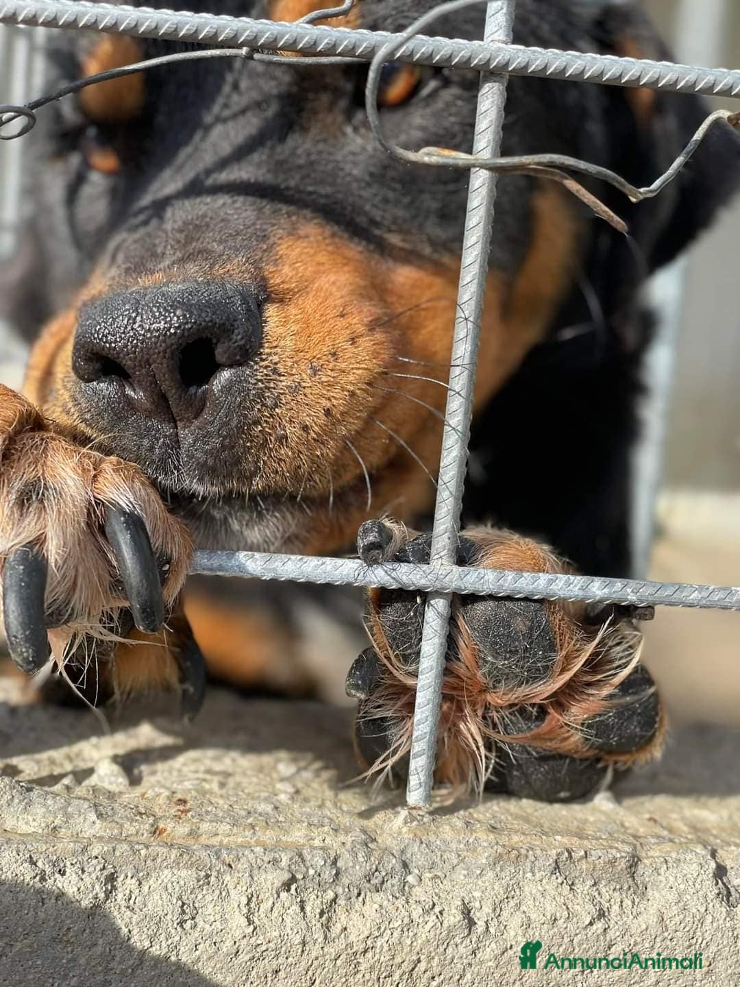 Rottweiler cani in regalo: GUENDY, dolcissima mix ROTT sfortunata - Annuncio 5