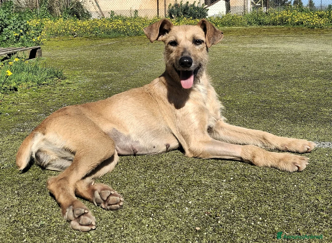 Meticcio cani in regalo: Eloise 2 anni Taglia media piccola  - Annuncio 2