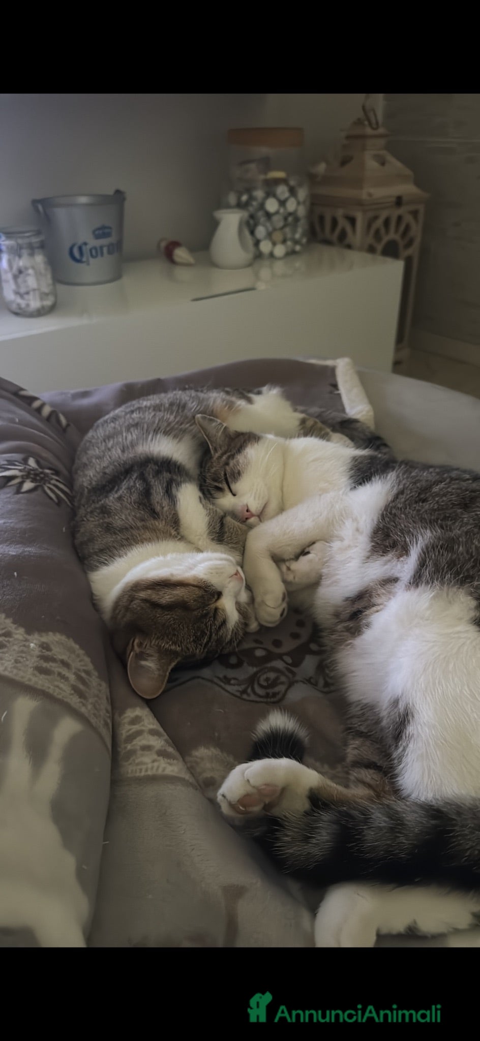 Meticcio gatti Cuccioli di gatto dolcissimi - Annuncio 6