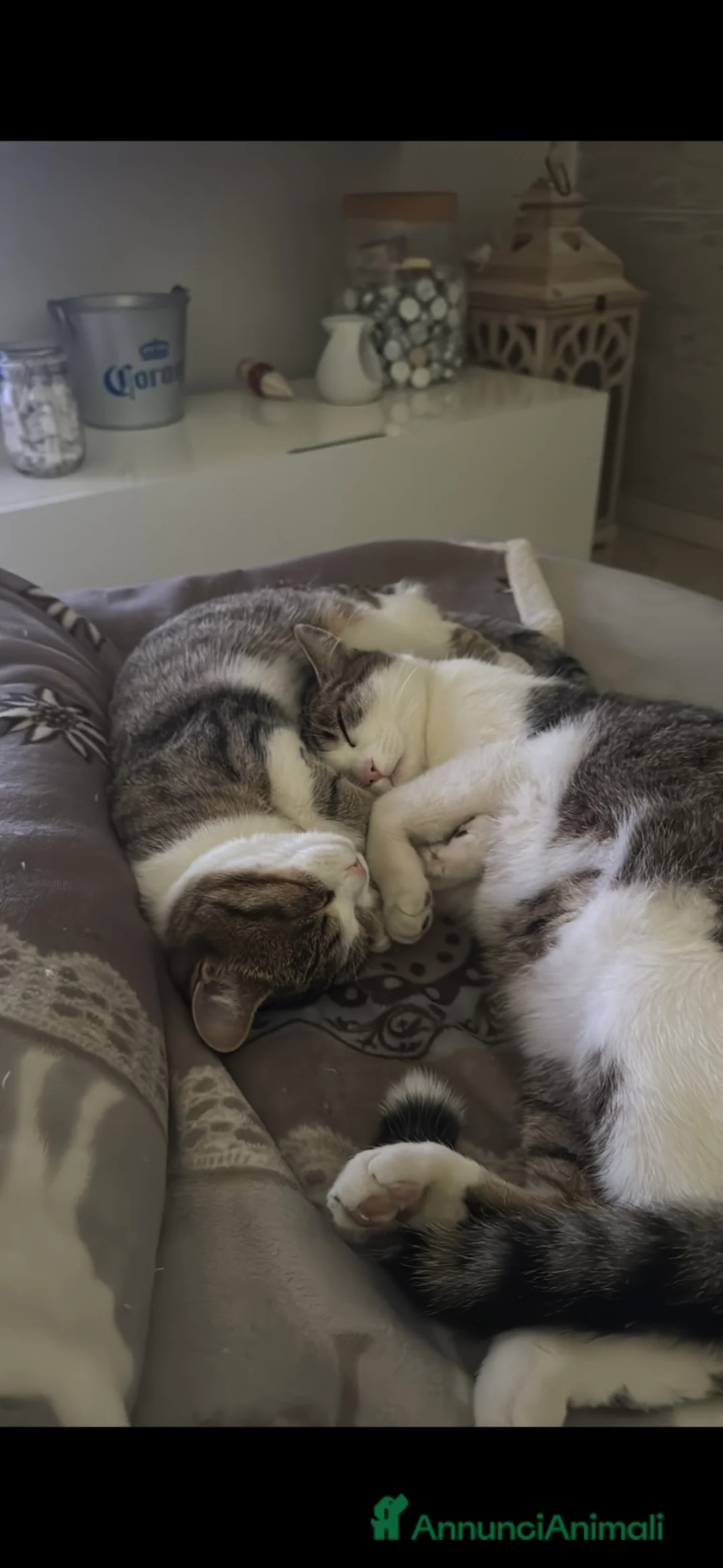 Meticcio gatti in regalo: Cuccioli di gatto dolcissimi - Annuncio 1