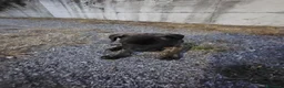 Cane Corso cani in vendita: Cucciola cane corso  - Annuncio 5