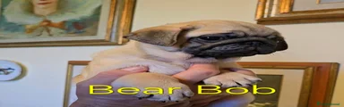 Bear Bob