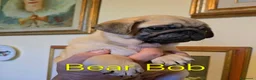Carlino cani in vendita: Cuccioli di carlino con pedigree (1800€ - 2500€) - Annuncio 9