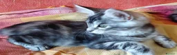 Maine Coon gatti in vendita: Cuccioli Maine coon femmine Tortie - Annuncio 4