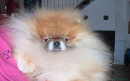 Volpino Pomerania cani in vendita: MINI Pomerania alta qualità con Pedigree ENCI a Città metropolitana di Roma Capitale - Immagine 3