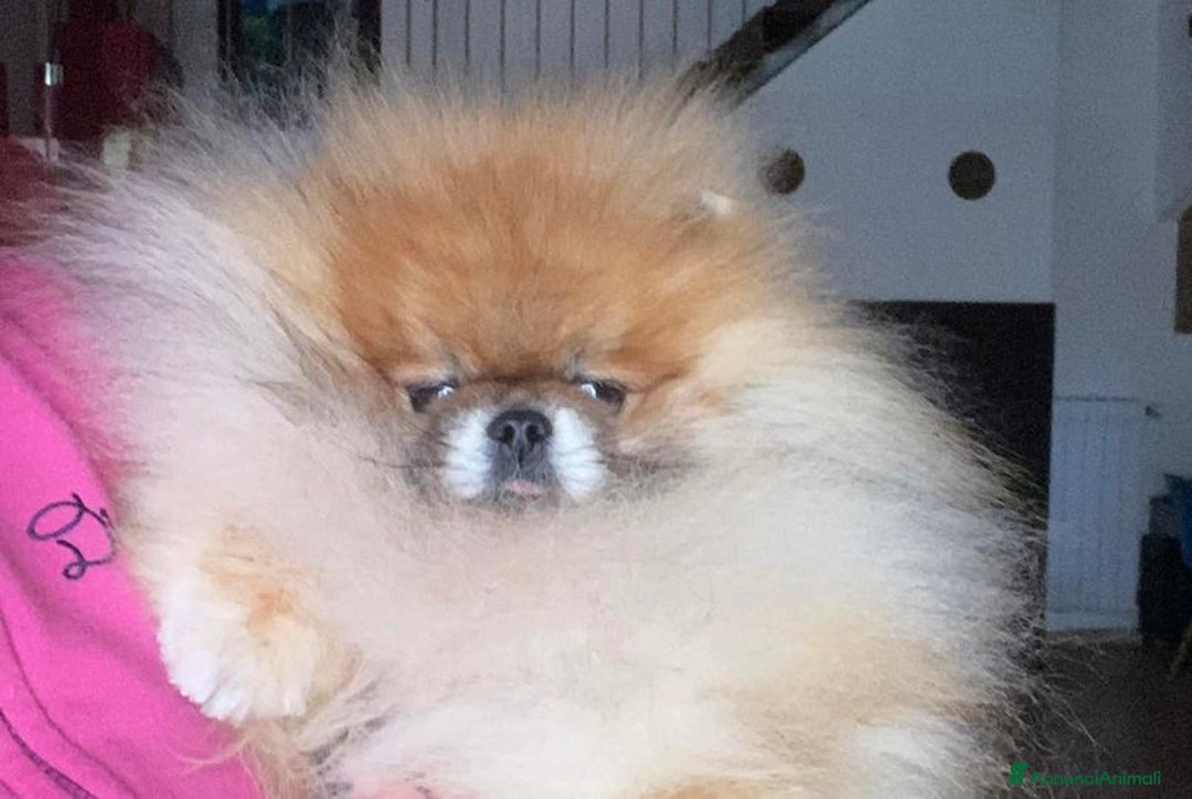 Volpino Pomerania cani in vendita: MINI Pomerania alta qualità con Pedigree ENCI a Città metropolitana di Roma Capitale - Immagine 3