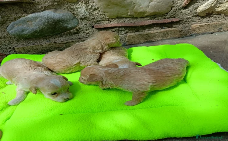 Meticcio cani - Annuncio 10