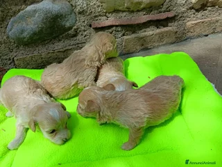 Meticcio cani in vendita - Annuncio 1