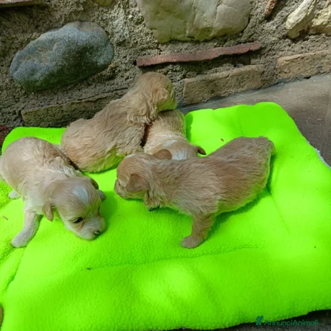 Meticcio cani - Annuncio 4