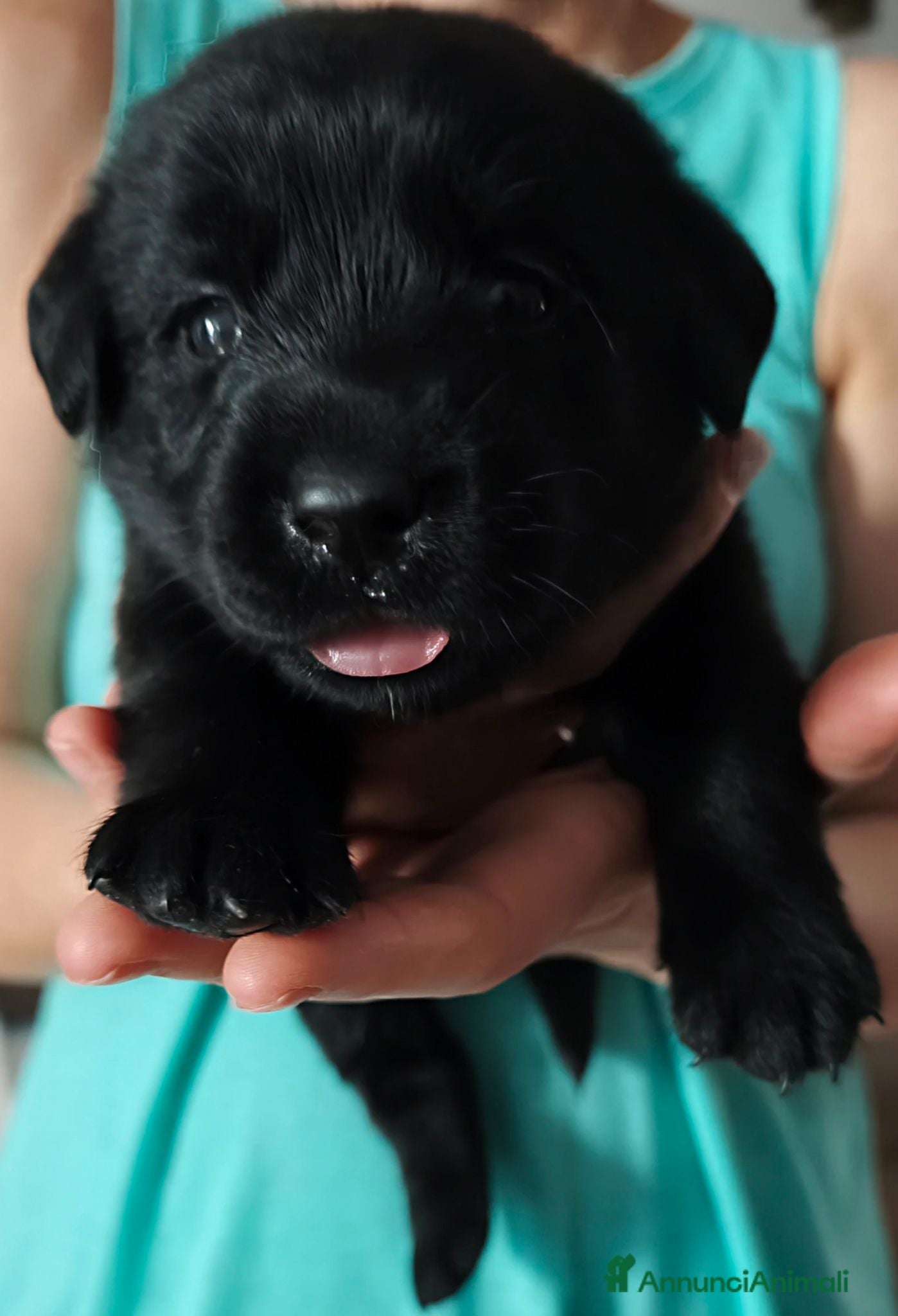 Labrador cani Cuccioli di Labrador retriever neri - Annuncio 2