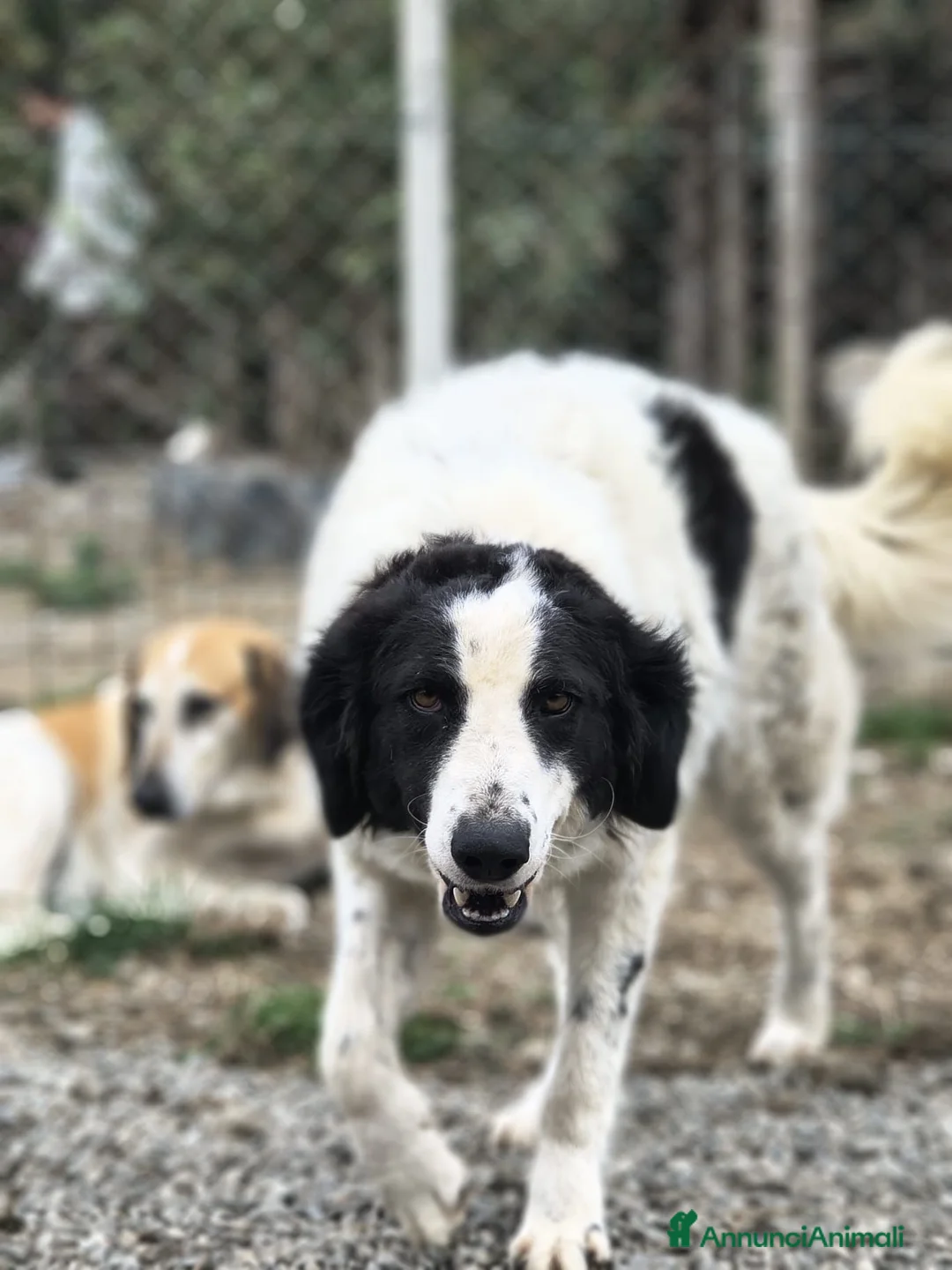 Meticcio cani in regalo: ITA .. - Annuncio 1