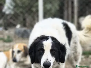 Meticcio cani ITA .. - Annuncio 6