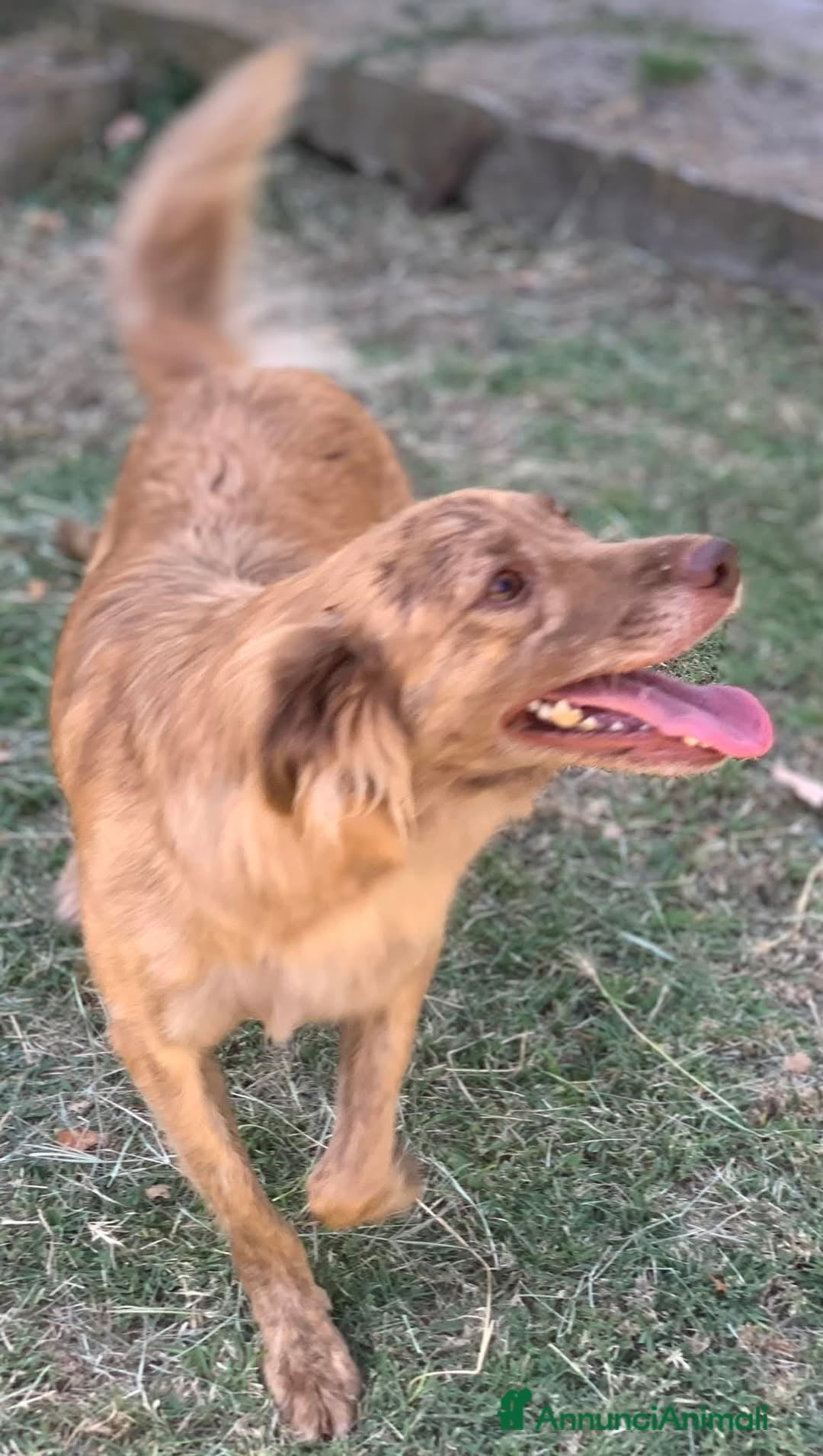 Meticcio cani Fritz un cane per tutti - Annuncio 14