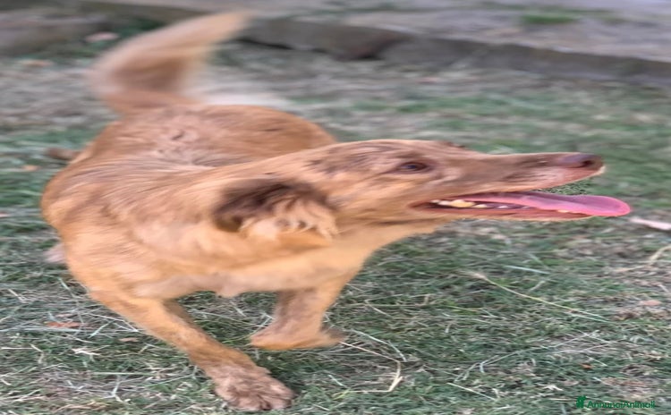 Meticcio cani - Annuncio 19