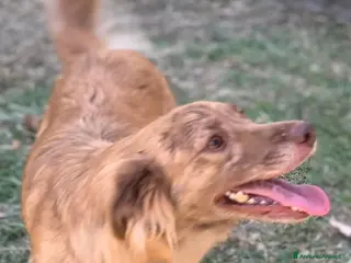 Meticcio cani Fritz un cane per tutti - Annuncio 38