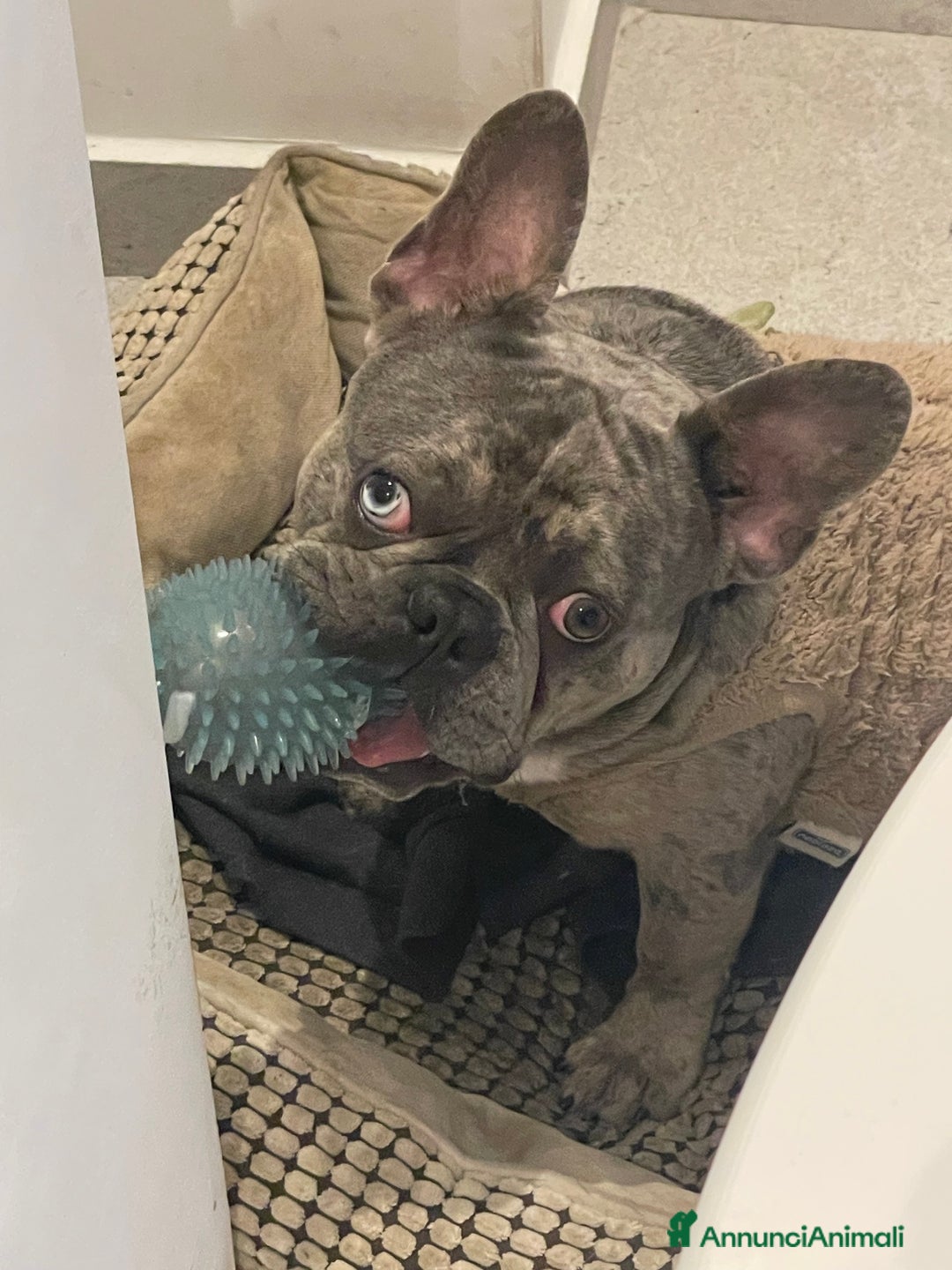 Bulldog Francese cani per accoppiamento: Bulldog Francese per accoppiamento - Annuncio 5