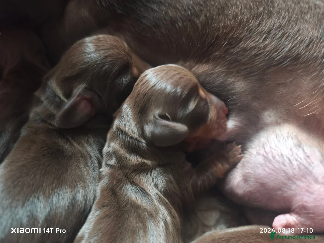 Bassotto cani in vendita: Bassotto tedesco kaninchen cioccolato Enci  - Annuncio 2