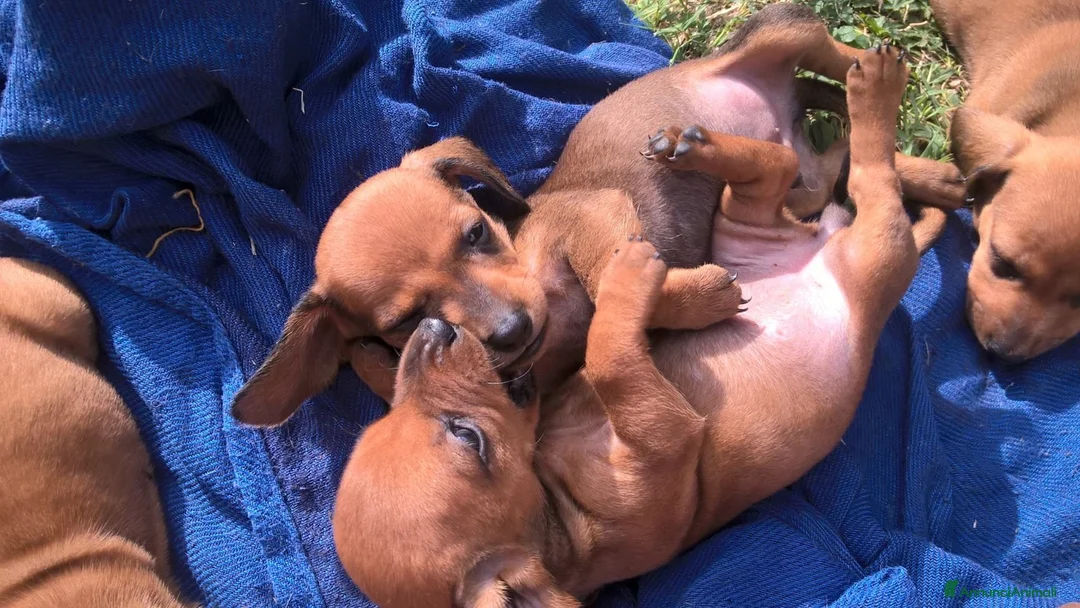 Bassotto cani in vendita: Cuccioli di bassotto pronti subito a Provincia di Cosenza - Annuncio 1
