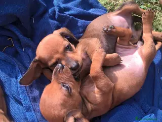Bassotto cani Cuccioli di bassotto pronti subito - Annuncio 1