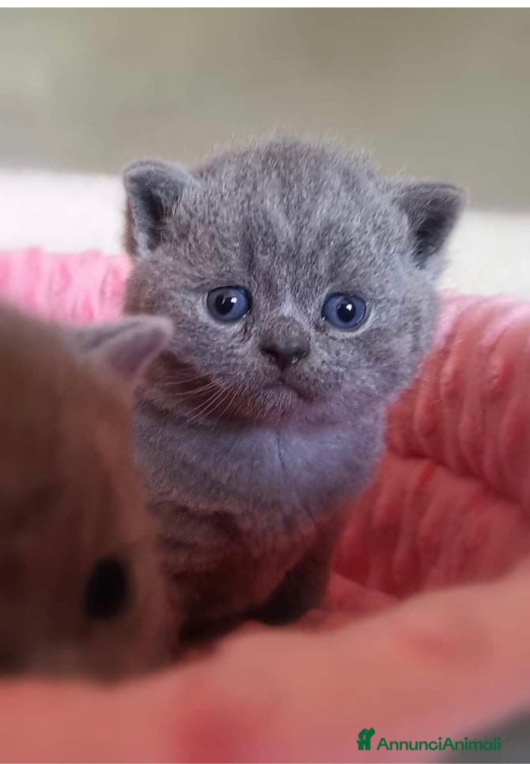 British gatti in vendita: British maschio intero a Città Metropolitana di Bologna - Annuncio 4