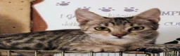 Meticcio gatti in regalo: Siria 5/6 mesi, gattina dolcissima  - Annuncio 5