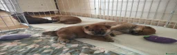 Shiba Inu cani in vendita: Cuccioli di Shiba Inu  - Annuncio 6