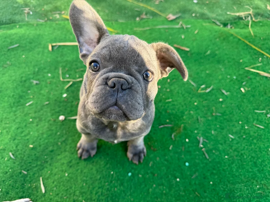 Bulldog Francese cani in vendita: Bulldog francese blue e blue merle  - Annuncio 12
