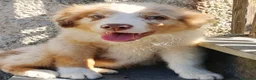 Australian Shepherd cani in vendita: Cuccioli di pastore australiano con pedigree  - Annuncio 7