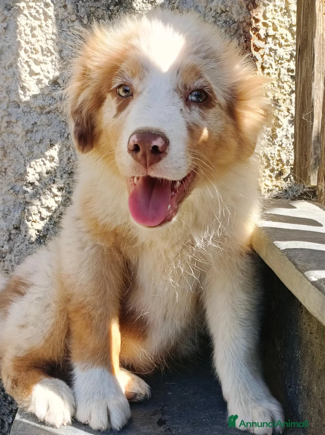 Australian Shepherd cani in vendita: Cuccioli di pastore australiano con pedigree  - Annuncio 7
